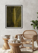 ברוש 3 אוקר שביל שחור אוקר