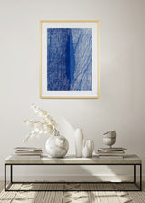 ברוש 1 כחול רוזטה כחול