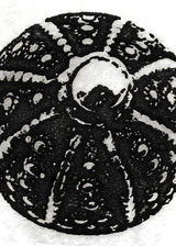 חרוז כפתור שחור לבן