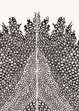 וולקנו כפול שחור כסף