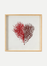 לב סירה בורדו לבן