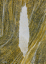 ברוש 3 לבן שביל שחור אוקר