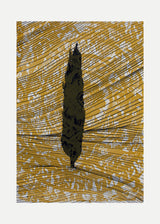 ברוש 2 שחור רוזטה אוקר