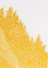 וולקנו ימין אוקר