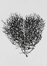 לב סירה שחור - בנוני