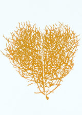 לב סירה אוקר - קטן