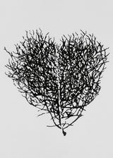 לב סירה שחור - קטן